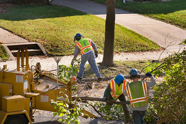 How Our Tree Care Process Works  in  Albany, KY